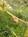 Snail , Herb , Nature , Helix , Cochlea