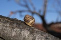 snail in hibernation Royalty Free Stock Photo