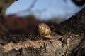 snail in hibernation Royalty Free Stock Photo