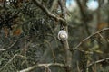 snail hidden in spiral shell sticked to the tree. Fresh, green leaves, summer atmosphere. Royalty Free Stock Photo