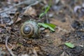 Snail Hides from Danger