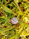 The snail hides in the shell