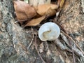 The snail hides in this white shell.