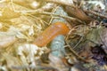 Snail without home, Arion ater - type of slugs from the family of Arionidae. Slug on a leaf. Greean forest on the background. Royalty Free Stock Photo