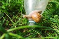 snail with horns crawling plastic bottle. Plastic pollution concept. Environment concept Royalty Free Stock Photo