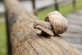 A snail with horns poses for the camera while sitting on a log Royalty Free Stock Photo