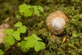 Snail house Royalty Free Stock Photo