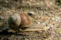 Snail with house on forest path -Helicidae Royalty Free Stock Photo