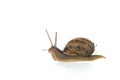 Snail with house isolated over white background Royalty Free Stock Photo