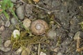 Snail with snail house in the midst of stones on the shore
