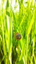 snail in a house on a thin long grass sheet