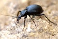 Snail hunter beetle (Cychrus caraboides)