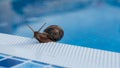 Snail inching its way alongside swimming pool.Krasnodar region Royalty Free Stock Photo