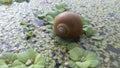 Snail,indian village, sailing in watter