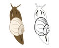 Snail Insect 2d Illustration Clipart. Shelled gastropod 2d Vector Royalty Free Stock Photo