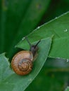 Snail