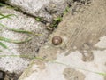 Snail with an interesting house Royalty Free Stock Photo