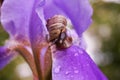 Snail on an iris flower. Blurred background. Selective focus. Drops after the rain. Royalty Free Stock Photo