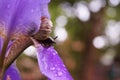 Snail on an iris flower. Blurred background. Selective focus. Drops after the rain. Royalty Free Stock Photo