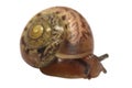 Snail isolated