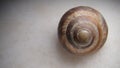 Snail isolated snail shell on white background close up of snail shell closeup snail slug insects, insect, bugs, bug, animals, ani