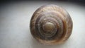 Snail isolated. snail shell on white background. close up of snail shell. closeup snail. slug. insects, insect, bugs, bug, animals Royalty Free Stock Photo