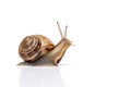 Snail isolated on white Royalty Free Stock Photo