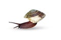 an snail isolated on a white background