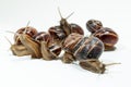 Snail isolated on white background. Close-up view Royalty Free Stock Photo