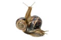 Snail isolated on white background. Close-up view Royalty Free Stock Photo