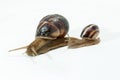 Snail isolated on white background. Close-up view Royalty Free Stock Photo