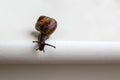 Snail isolated on white background. Royalty Free Stock Photo