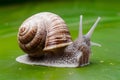 Snail isolated on white background, gastropod mollusk, macrophotography