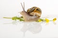 Snail isolated on white .