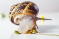 Snail isolated on white .