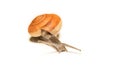 Snail isolated on white, shooting animals at close range. Royalty Free Stock Photo