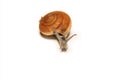 Snail isolated on white, shooting animals at close range. Royalty Free Stock Photo