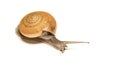 Snail isolated on white, shooting animals at close range. Royalty Free Stock Photo