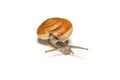 Snail isolated on white, shooting animals at close range. Royalty Free Stock Photo