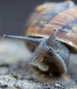 Snail in isolation with soft fouces