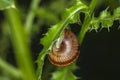 Snail in its shell clinging to a green leaf Royalty Free Stock Photo