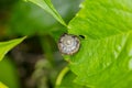 Snail in its shell clinging to a green leaf Royalty Free Stock Photo