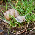 Snail with its shell house in a green grass Royalty Free Stock Photo