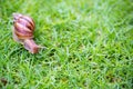 A snail with its shell house moving Slowly on green grass. Royalty Free Stock Photo