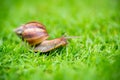 a snail with its shell house moving Slowly on green grass. Royalty Free Stock Photo