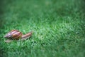 A snail with its shell house moving Slowly on green grass. Royalty Free Stock Photo