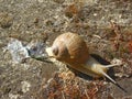 Snail and its waste on dry ground