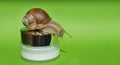 snail on a jar for cream. a gastropod with a shell. snail cosmetics, mucin, slug. background for the design.