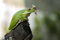 Snail and Frog Royalty Free Stock Photo