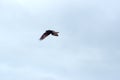 Snail kite in flight Royalty Free Stock Photo